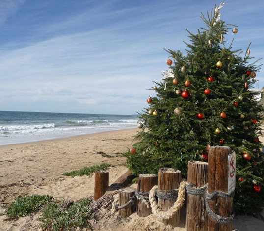 christmas tree on a beach
